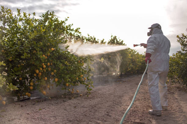 Best Pest Removal Services  in Dunellen, NJ