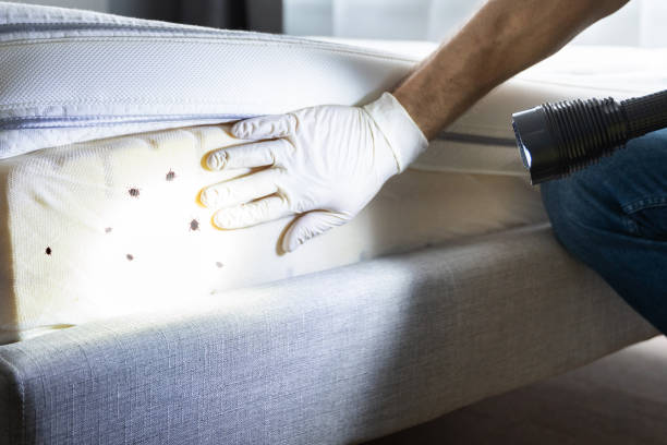 Professional Pest Control in Dunellen, NJ
